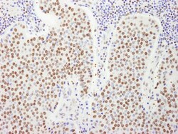 FIP1L1 Antibody, Novus Biologicals 100 &mu;L | Buy Online | Novus Biologicals | Fisher Scientific